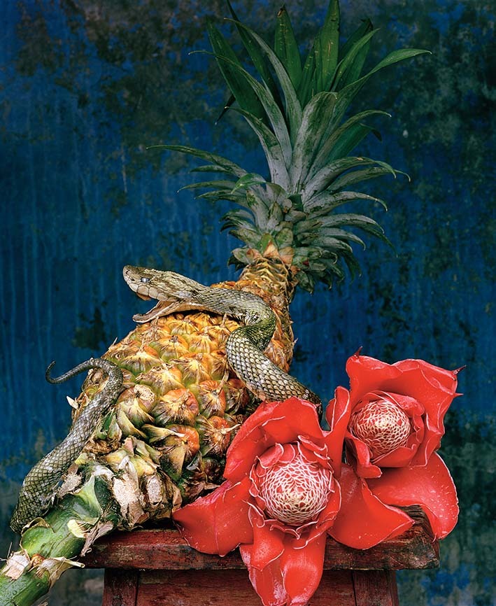 Gaudlitz_naturaleza muerta con hergon, Amazonien 2014